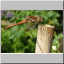 Sympetrum striolatum - Grosse Heidelibelle m01.jpg